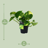 Plante artificielle Scindapsus orange en pot Ø12 cm