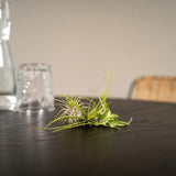 Tillandsia Air mix - 5 pièces - ø6cm - ↕6cm