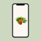Peperomia Ang. Rocca viva - Ø11cm - ↕15cm
