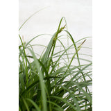 Carex Ribbon Falls - Ø23cm - ↕60cm - Ø23 - ↨60cm