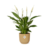 Spathiphyllum en pot 14 cm elho jaune