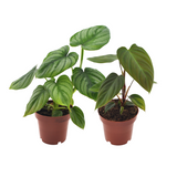 Philodendron Duo Nangaritens/Mamei - 2 pièces - Ø12cm - ↕25cm