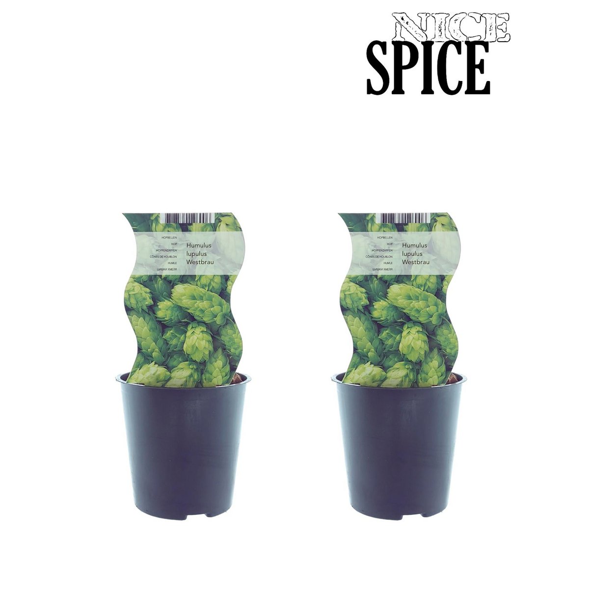 Humulus Westbrau (Hop) - Plante grimpante élégante en pot