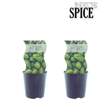 Humulus Westbrau (Hop) - Plante grimpante élégante en pot