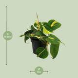 Lophospermum Brasil Climbing - Ø12cm - ↕20cm