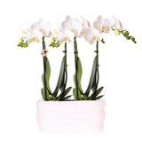 Cache-pot avec orchidées blanches et réservoir d'eau