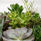 Mélange de succulentes - 9 pièces - ø8,5cm - ↕10cm