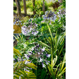 Agapanthus Fireworks - Ø23cm - ↕40cm - Ø23 - ↨40cm