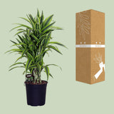 Dracaena Frag. Citron citron - Ø24cm - ↕100cm