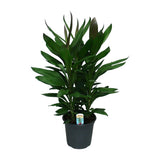 Cordyline Glauca dans un pot de 19 cm, feuillage vert éclatant