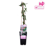Loninera Henryi - Ø15cm - ↕65cm