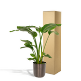 Strelitzia Nicolai - Ø19cm - ↕90cm + Pot May