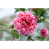 Camellia jap. 'Volunteer' - Ø13cm - ↕20cm