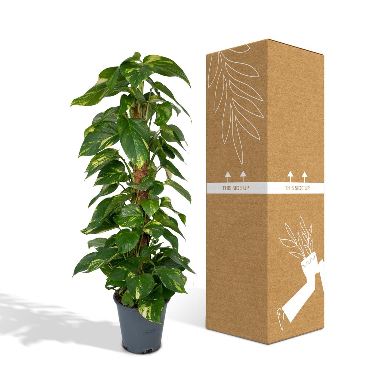 Epipremnum Aureum en pleine lumière - Éclat des feuilles