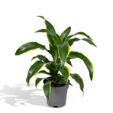 Dracaena Fragrans Vert Jaune - Dragonnier - Ø17cm - ↕40cm