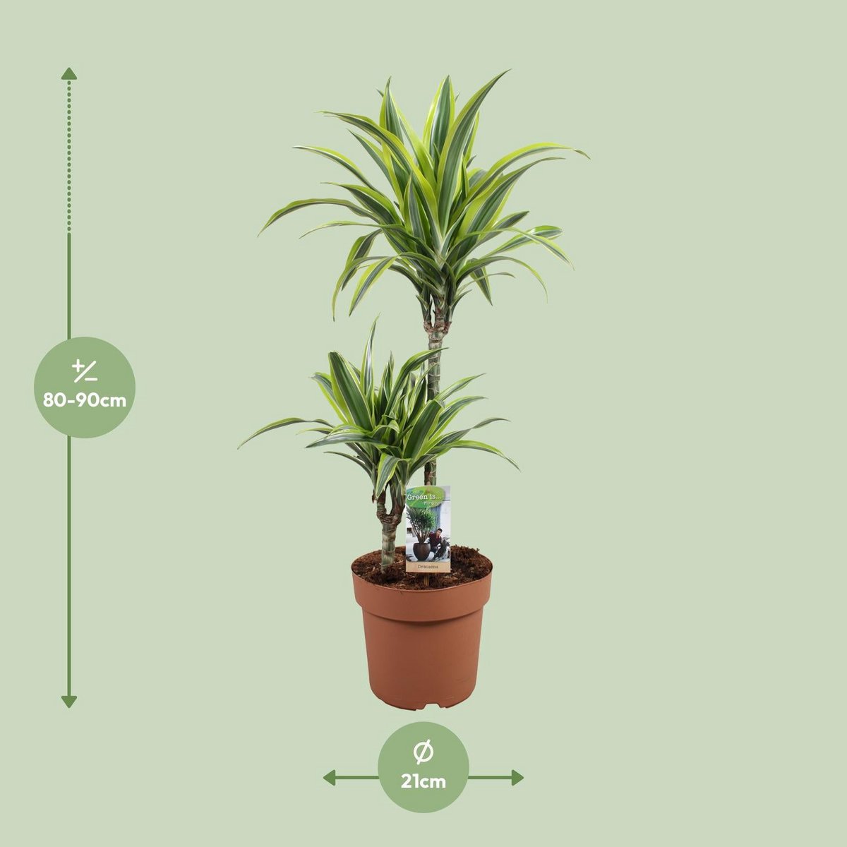 Dracaena Lemon Lime dans un coin de salon lumineux