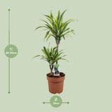 Dracaena Lemon Lime dans un coin de salon lumineux