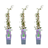 3x - Clematis 'Polish Spirit' - ↨65cm - Ø15