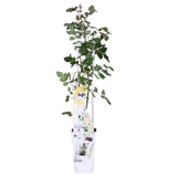 Rosa Crazy in Love 'Vanilla' - Creme Roos - Ø15cm - ↕65cm