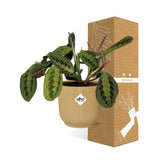 Plante Maranta Leuconeura tricolore Ø14 cm