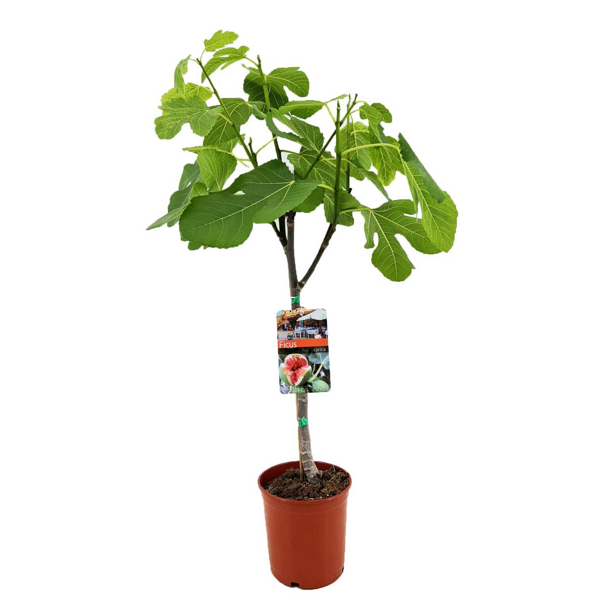 Ficus Carica - Plante d'intérieur avec grandes feuilles brillantes