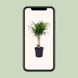 Dracaena Ref. Anita - Ø21cm - ↕70cm