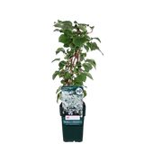 Hortengea pétiolaris - Klimhortensia - Ø15cm - ↕65cm