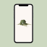 Plante artificielle Peperomia prostrata Ø19 cm