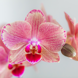 Lot de 4 orchidées Phalaenopsis Pirate Picotee en pot 12 cm