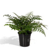 Begonia Parvati - Sierasperge - Ø117cm - ↕30cm