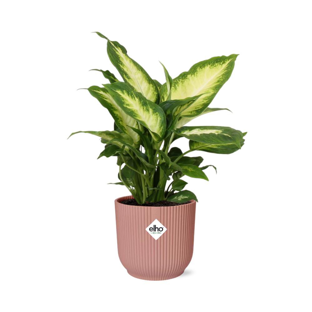 Dieffenbachia 'Camilla' dans un pot ELHO Vibes rose, feuillage luxuriant