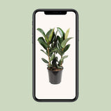 Ficus élastique robuste - Ø27cm - ↕85cm