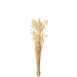 Bouquet Plume Queue de Lièvre Beige Séché dans un vase