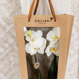 Kolibri Company I Sac cadeau pour orchidée avec pot décoratif 9 cm