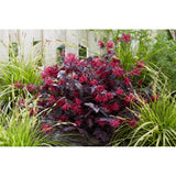Plante loropetalum rouge en pot