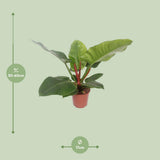 Philodendron Imperial vert en pot 17 cm