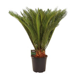 Cycas Revoluta - 2424 ↕90