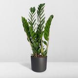 Zamioculcas Zamiifolia - Palmier émeraude - Ø14cm - ↕50cm