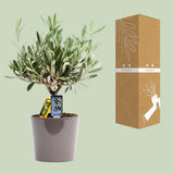 Plante d'olivier artificielle en résine - Ø16 cm - 35 cm