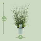 Pennisetum alopecuroides Hameln - Ø17cm - ↕65cm