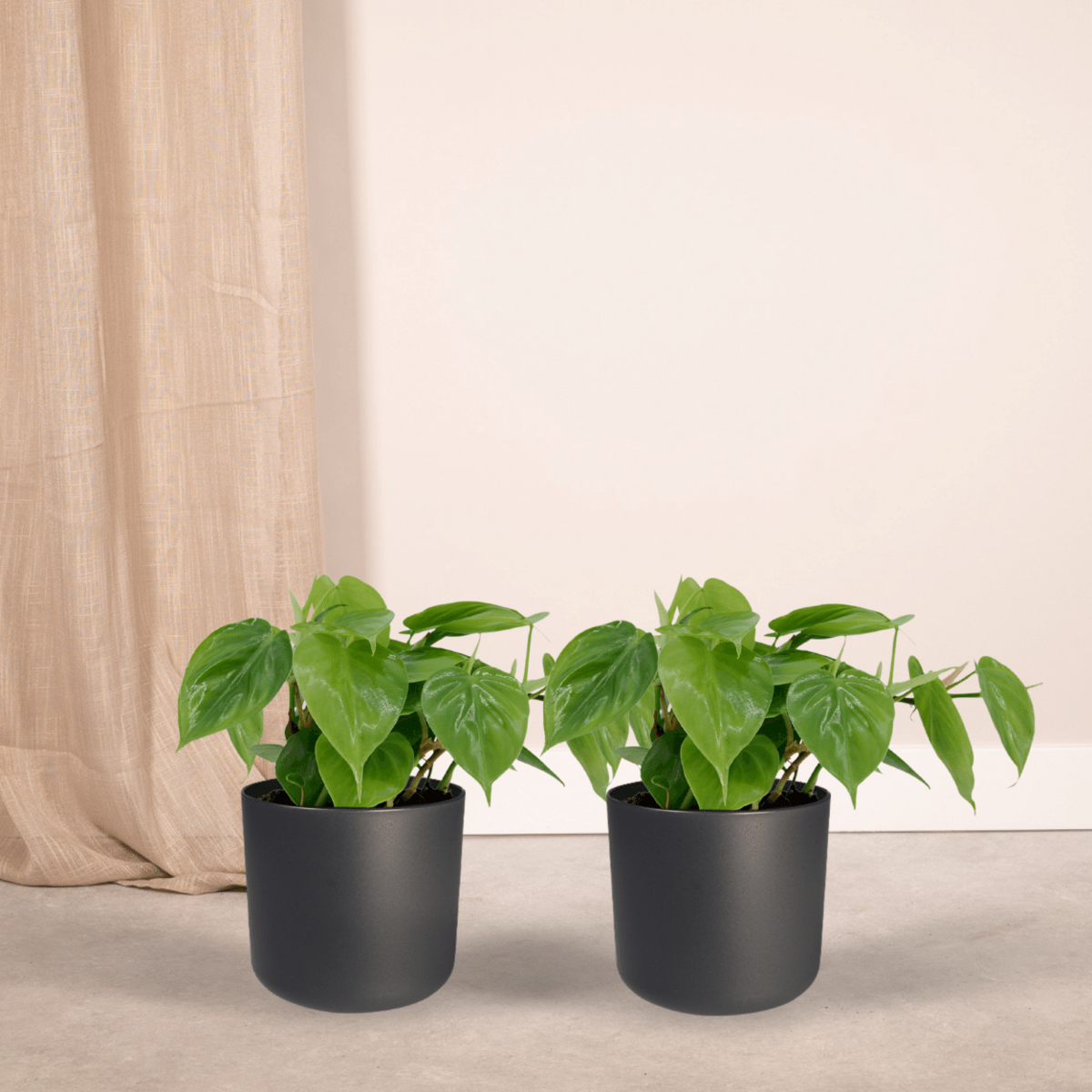 2x Philodendron Climbing - 15cm - Ø12