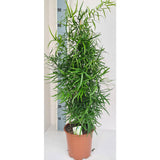 Plante artificielle Asperagus maccatus Ø19 cm hauteur 80 cm