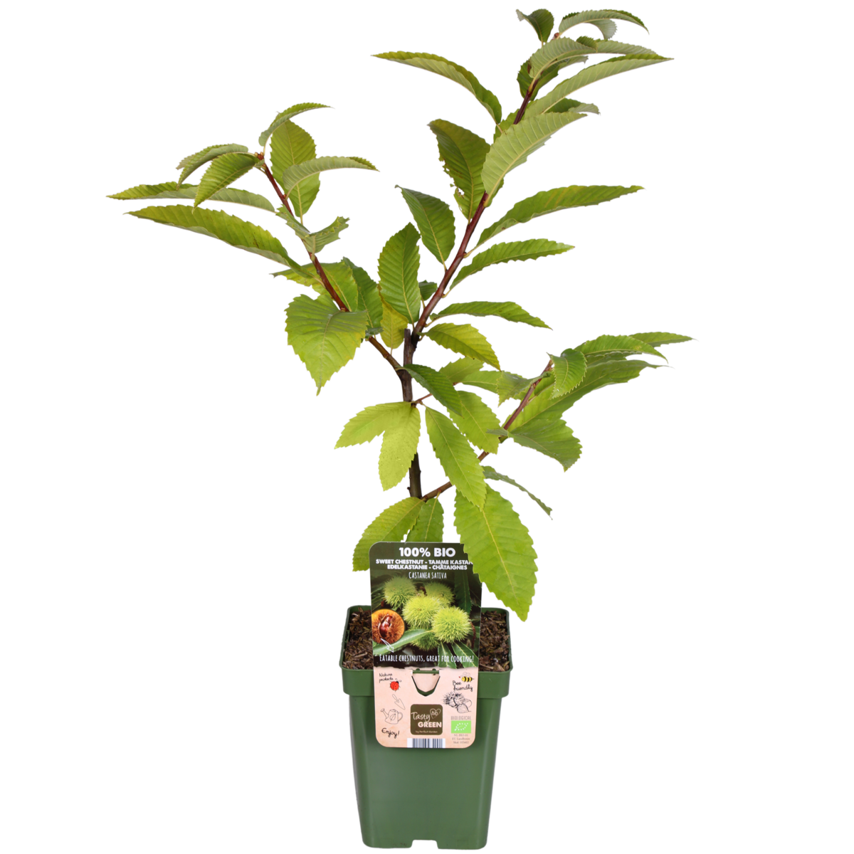 Castanea sativa - vue d'ensemble de l'arbre avec son feuillage luxuriant