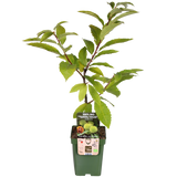 Castanea sativa - vue d'ensemble de l'arbre avec son feuillage luxuriant