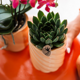 Plante artificielle succulente Echeveria Miranda verte Ø9 cm