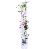 Plante grimpante Clematis Corinne blanche Ø15 cm