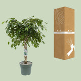 Ficus Adora - Présentation sur un meuble élégant