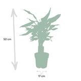 Plante Dracaena Fragran Steudnerer verte 55 cm