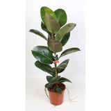 Ficus élastique robuste 21 cm - Ø21cm - ↕95cm