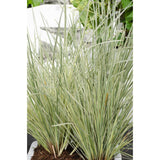 Plante Lomandra longifolia 'White Sands' vert gris